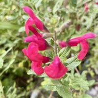 チェリーセージ,我が家のお花,真っ赤な火曜日,小さな庭の画像
