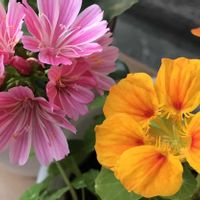 ガザニア,シオン,ナスタチウム,マツバボタン,レウィシアの画像