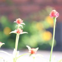 センニチコウ,センニチコウ ストロベリーフィールド,センニチコウ ストロベリーフィールド,赤い花,庭の花の画像