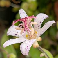ホトトギス,タイワンホトトギス 白秋,ベランダガーデニング,山野草,花のある暮らしの画像