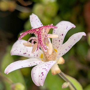 ホトトギス,タイワンホトトギス 白秋,ベランダガーデニング,山野草,花のある暮らしの画像