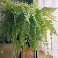 ネフロレピス,観葉植物,インドアグリーン,葉っぱ好き,みどりのある暮らしの画像