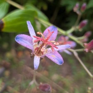 ホトトギス,タイワンホトトギス,花言葉,全てに祈りを♪,世界中花咲く平和に充たされますように祈りますの画像