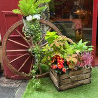 散歩道,可愛い,お散歩,花のある暮らし,植物のある暮らしの画像