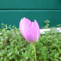 コルチカム,コルチカム(イヌサフラン),季節の花,小さな庭の画像