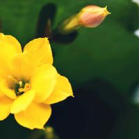 鉢植え,ベランダの画像