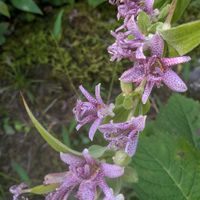 ホトトギス,ヤマホトトギス,花言葉,未来の子供達に遺すのは…,お出掛け先から…の画像