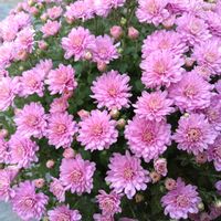ガーデンマム,鉢植えの画像