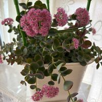 ミセバヤ,多肉植物,ベランダの画像