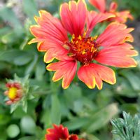 ガイラルディア,キャットテール,ヒガンバナ,花のある暮らし,秋の気配の画像