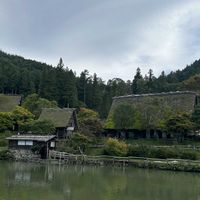 アジサイ,アオツヅラフジ,飛騨民俗村・飛騨の里,飛騨民俗村・飛騨の里,おでかけ先の画像