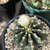 サボテン,コノフィツム ペアルソニー,ギムノカリキウム ミハノビッチ,多肉植物,鉢植えの画像