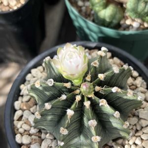 サボテン,コノフィツム ペアルソニー,ギムノカリキウム ミハノビッチ,多肉植物,鉢植えの画像
