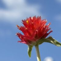 センニチコウ,空と花,庭の画像