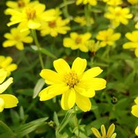 ジニア,ジニアプロフュージョン,お花,黄色の花の画像