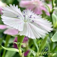 ダイアンサス,ナデシコ,マイガーデン,花のある暮らし,植物との暮らしの画像
