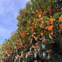 キンモクセイ,ケイトウ,ナンテン,シソの実,川沿い散歩の画像