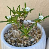 メストクレマ マクロリズム,塊根植物,メセン,コーデックス,塊根メセンの画像