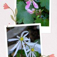 大文字草,ダイモンジソウ　ちえみ,大文字草祭,白のダイモンジソウの画像