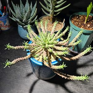 ユーフォルビア・カプトメデューサ,多肉植物,実生,種子から育てる,タコものの画像