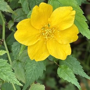 ヤマブキ,ナチュラルガーデン,季節外れ,お庭の花たち,花と暮らすの画像