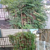 南天,南天,山椒,ビナンカズラ,ロウヤガキの画像