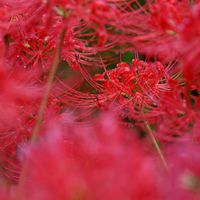 ヒガンバナ,山野草,花散歩,OLYMPUS,ミラーレス一眼の画像