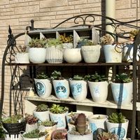 エルサ,多肉植物,塊根植物,コーデックスの画像