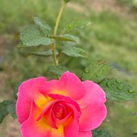 ガーデニング,花のある暮らし,ナチュラルスタイル,薔薇のある暮らし♡,おうち園芸の画像