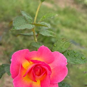 ガーデニング,花のある暮らし,ナチュラルスタイル,薔薇のある暮らし♡,おうち園芸の画像