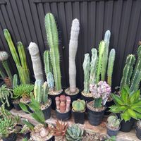 サボテン,柱サボテン, 柱サボテン ,鉢増しの画像