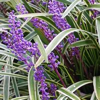 花のある暮らし,植物のある暮らし,ビオガーデン,広い庭,庭の画像