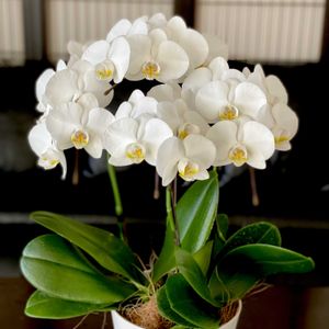 胡蝶蘭,ミディ胡蝶蘭,白い花,GSに感謝。,もらっちゃったの画像