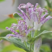 植物のある暮らし,今日の庭,おうち園芸,庭の画像