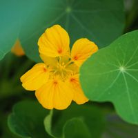 ナスタチウム,ナスタチウム(金蓮花),お花,美しい,今日のお花の画像