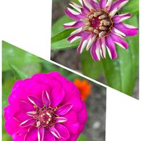 ヒャクニチソウ (百日草),切り花,花壇,一年草,花のある暮らしの画像