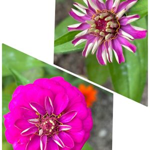 ヒャクニチソウ (百日草),切り花,花壇,一年草,花のある暮らしの画像