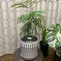 エバーフレッシュ,エバーフレッシュ 新芽の画像