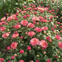 ブルーサルビア,宿根草,小菊,秋の花,挿し木から成長の画像