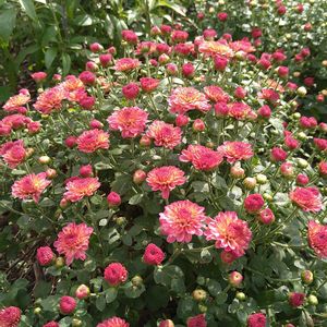 ブルーサルビア,宿根草,小菊,秋の花,挿し木から成長の画像