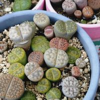 紫麗殿,紫麗殿,リトープス,だるま秀麗,だるま秀麗の画像