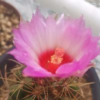 サボテン,セイタカアワダチソウ,和光丸,テロカクタス和光丸,サボテンの花の画像