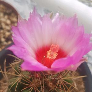 サボテン,セイタカアワダチソウ,和光丸,テロカクタス和光丸,サボテンの花の画像
