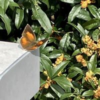 ランタナ,金木犀,サツマイモ,ウラギンシジミ,ホシホウジヤクの画像