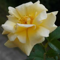 バラ,薔薇,アンドレ グランディエ,バラ、薔薇、ばら,黄色い花の画像