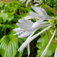 ギボウシ,山野草,野草,白い花,野の花の画像