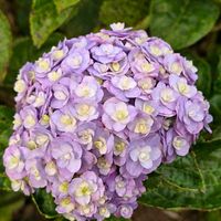 アジサイ,花のある暮らし,いつまでも,き　れ　い❤,癒し⁎ˇ◡ˇ⁎♡の画像