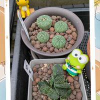 アスター,兜丸,ガステリア 恐竜,ヒューケラ パリ,けろけろけろっぴの画像