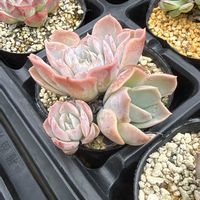 ラブリーローズ,多肉植物,葉挿し,グラプト系の画像