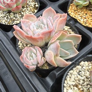 ラブリーローズ,多肉植物,葉挿し,グラプト系の画像